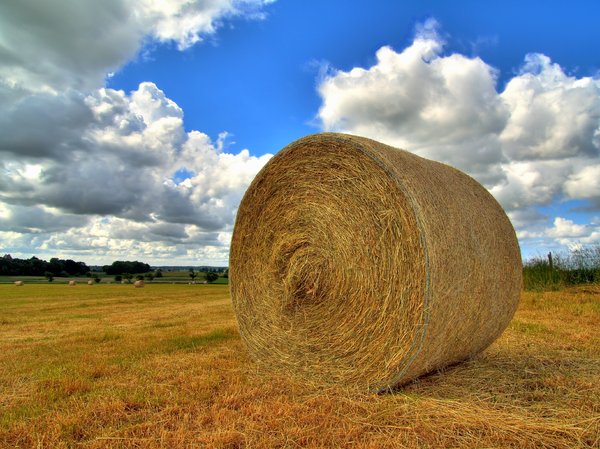 Hay - HDR