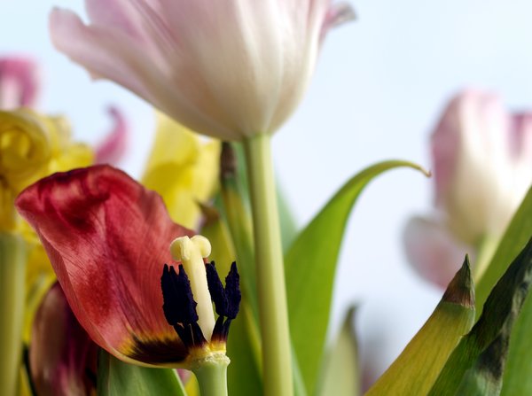 Dying tulips: No description