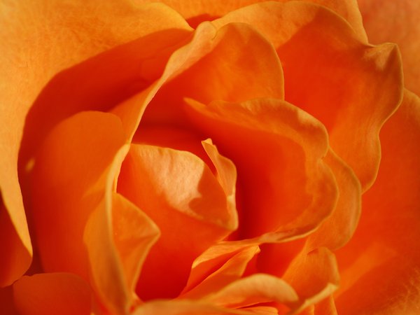 Rose, orange