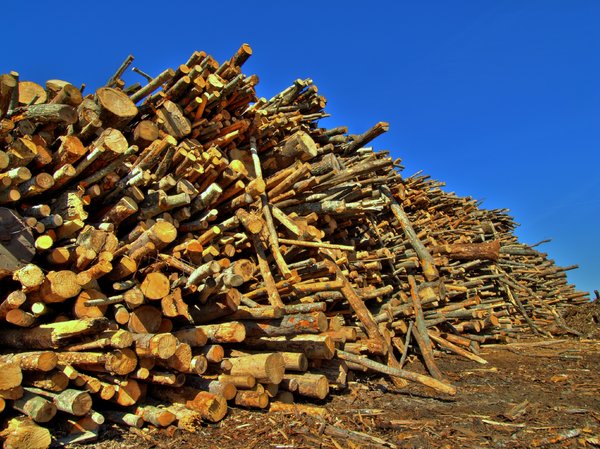 Trunks - HDR: Large pile of timber