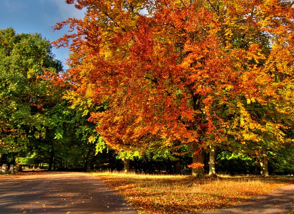 Autumn trees - HDR: The picture is HDR