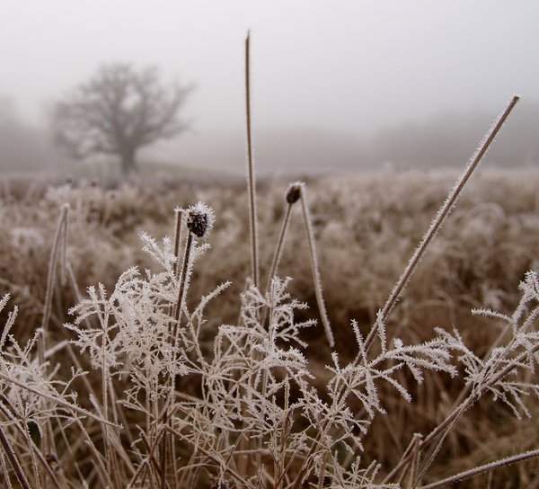 Frost and mist: No description