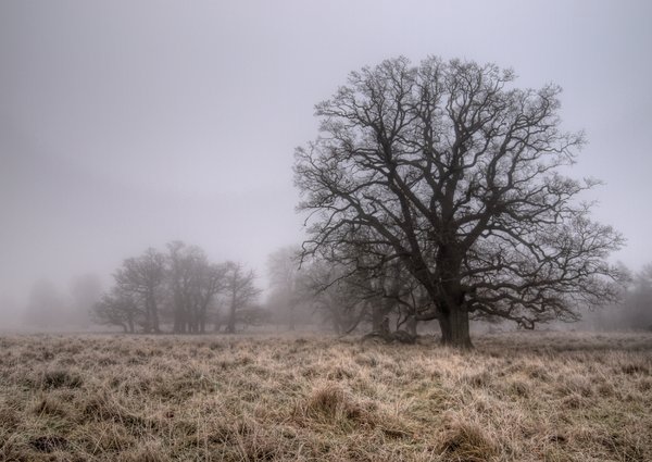 Frost and mist - HDR