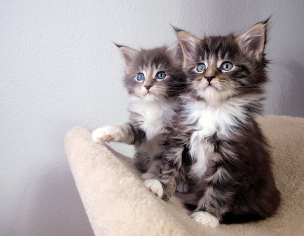 Maine coons kittens: six weeks old