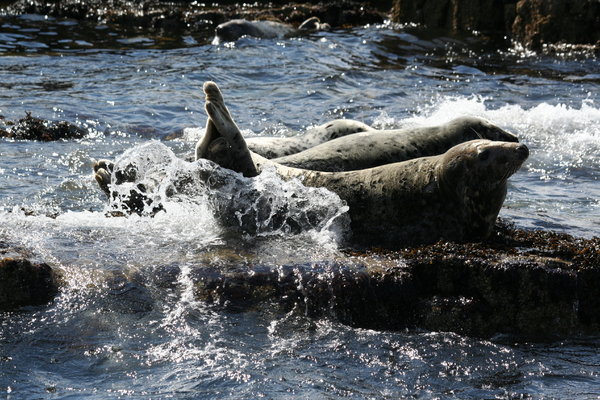 Atlantic Grey Seals 4