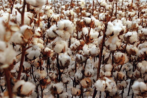 Cotton bolls ready for harvest: Cotton is a soft, fluffy, staple fiber that grows in a form known as a boll around the seeds of the cotton plant, a shrub native to tropical and subtropical regions around the world, including the Americas, India and Africa.