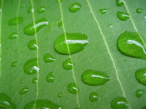 leaf droplets 1