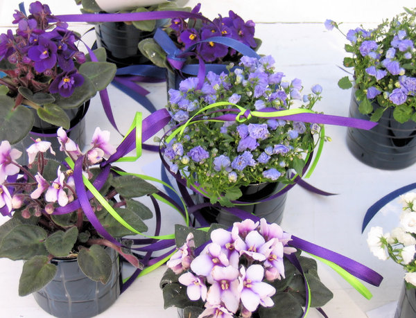 african violet flower arrangem | Free stock photos - Rgbstock - Free