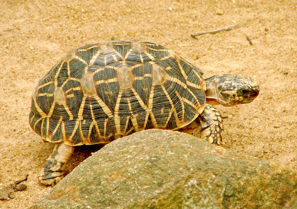 Indian Star Tortoise: no description