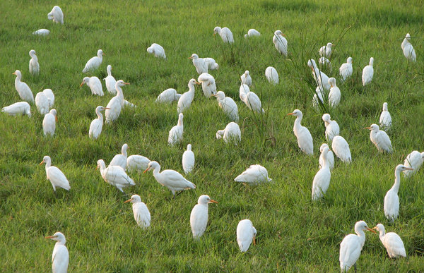 Egrets in a field