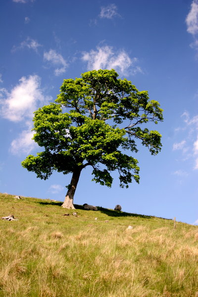 Lone Tree