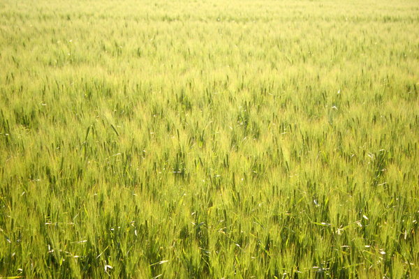 Field of Young Wheat