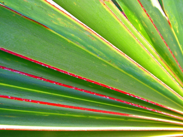 palm leaves 2