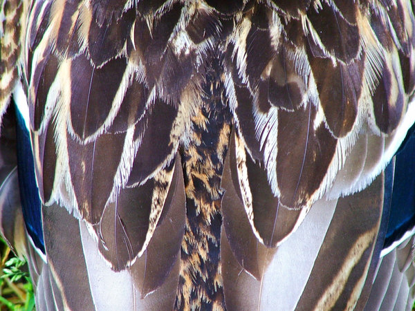 duck feathers