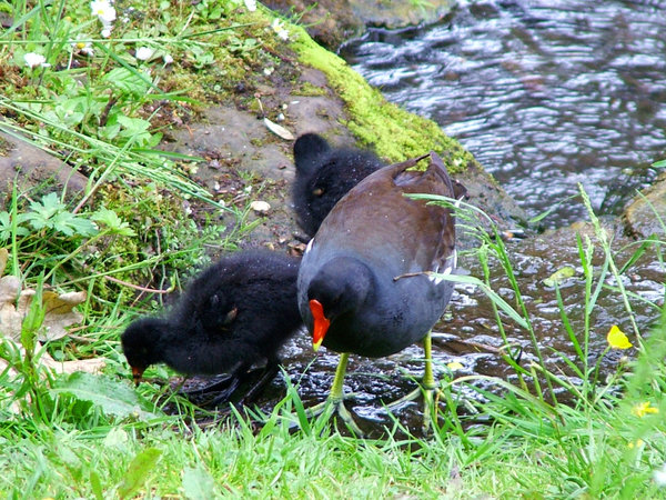 moorhen and chicks