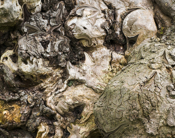 Demons in the wood: Can you see the demonic faces in the bark of this ancient tree in Ashdown Forest, England  