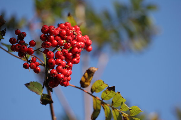 Red Rowan Berries