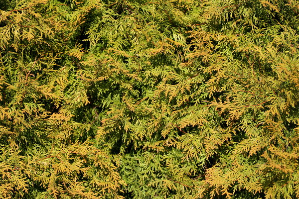 Foliage Background