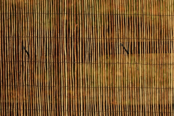 Bamboo Background: Bamboo fence for background
