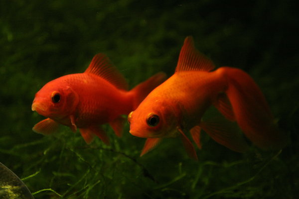 Dos peces de colores: 