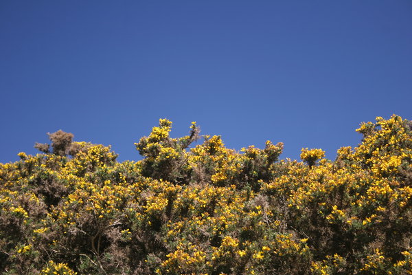 Gorse and Sky