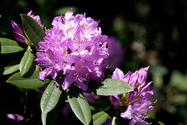 Purple Rhodedendron Flower