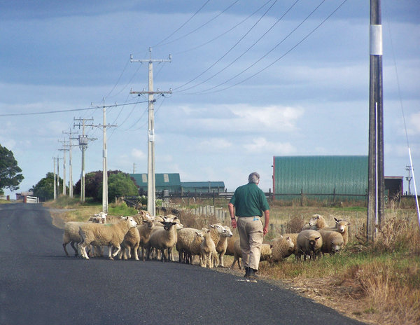 Farmer moving sheep