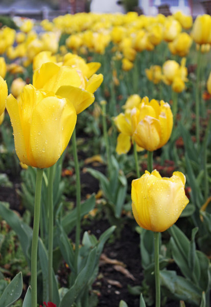 Wet tulips