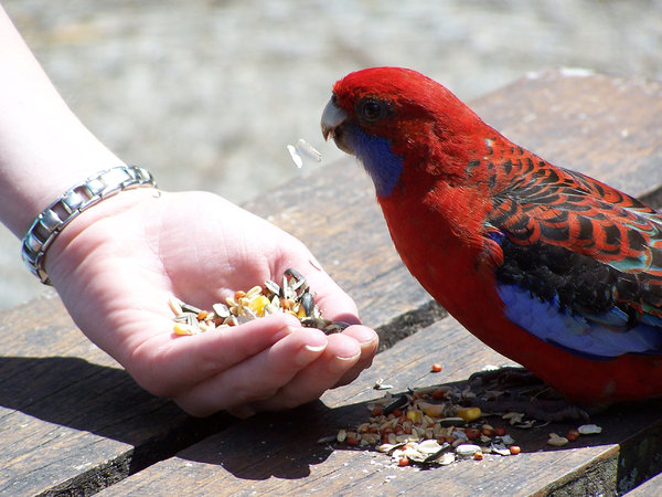 Feeding the bird 2