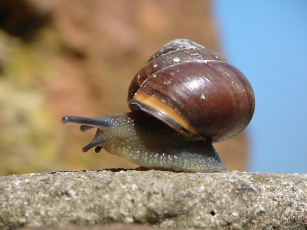 snail: a snail on a wall