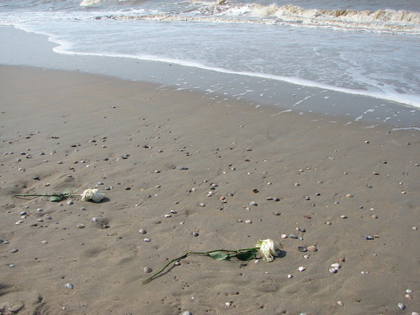 White rozes on the beach love 