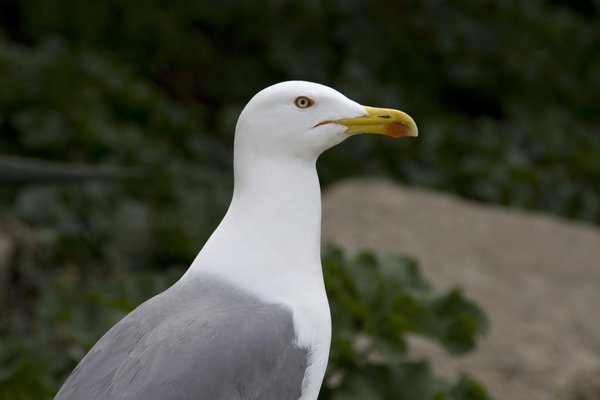seagull-04