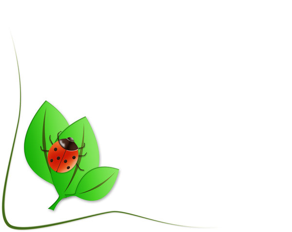 Texture bug: ladybird illustration on white background