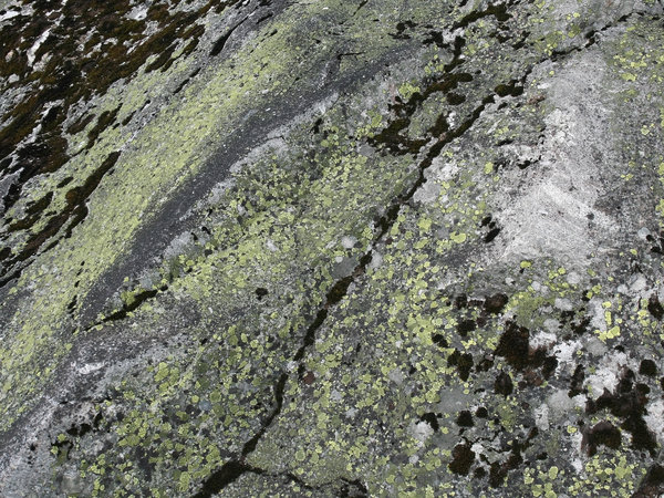 Granite and lichens