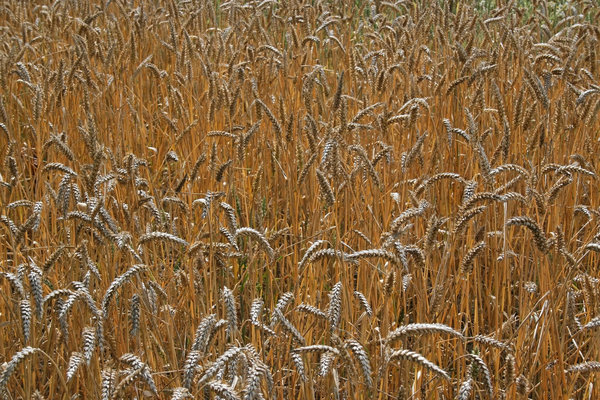 Ripe wheat: Ripe wheat in West Sussex, England, in summer.
