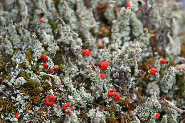 Red capped lichens