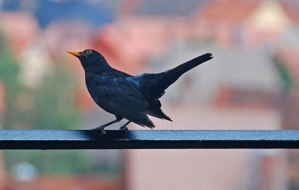 Common Blackbird