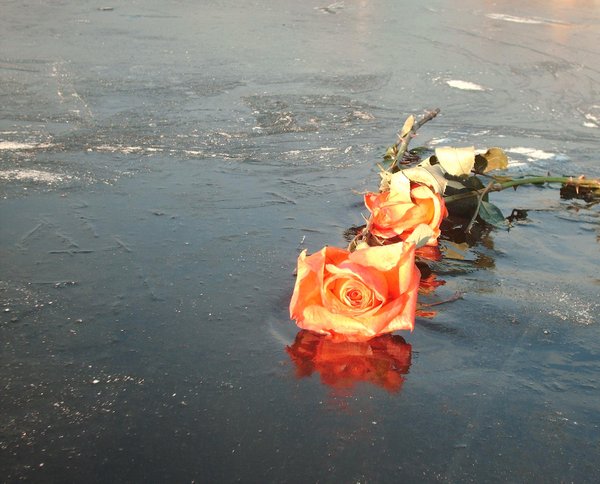 Rose on ice: A rose found discarded on a frozen pond