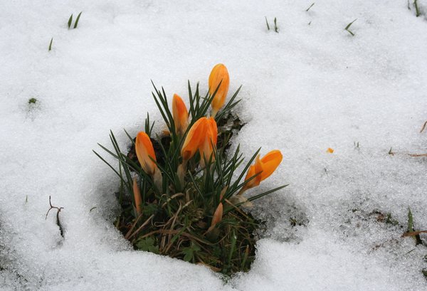 spring has broken: 