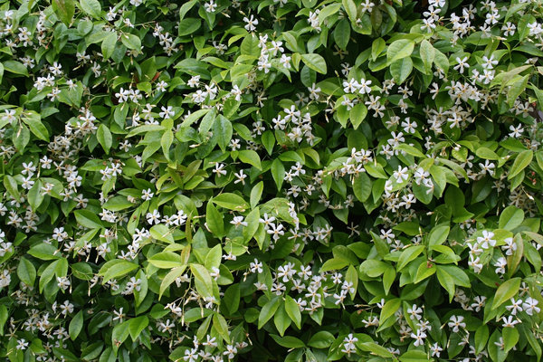 False jasmine: So-called jasmine (Trachelospermum jasminoides) in flower in a garden in England.