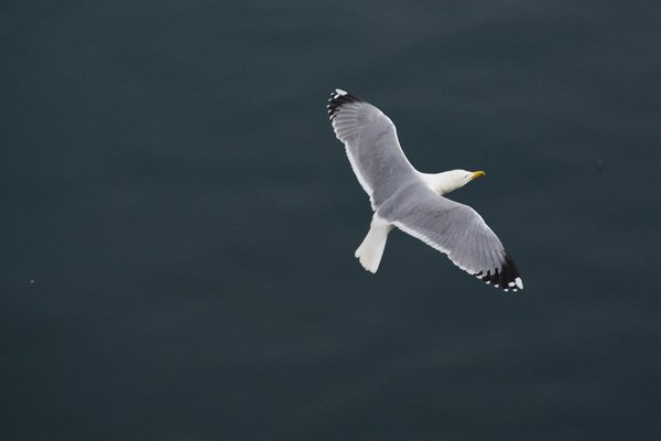seagull-05