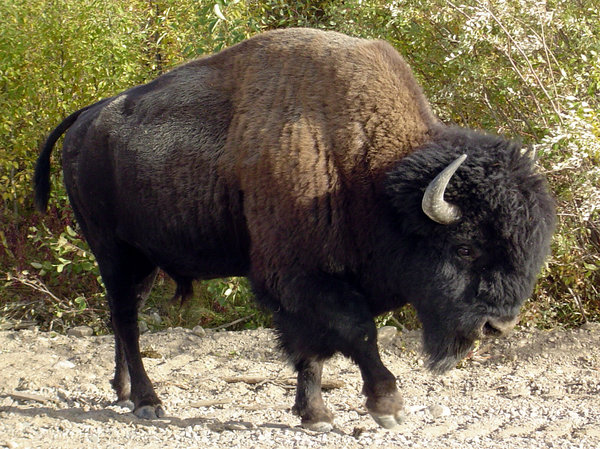 Bison Profile