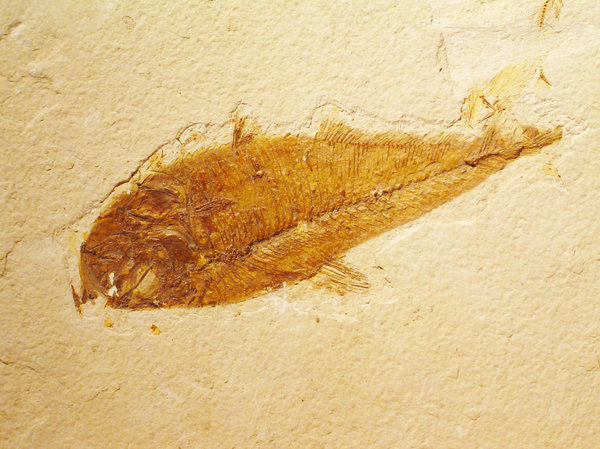 Fossil; Cretaceous Period Fish