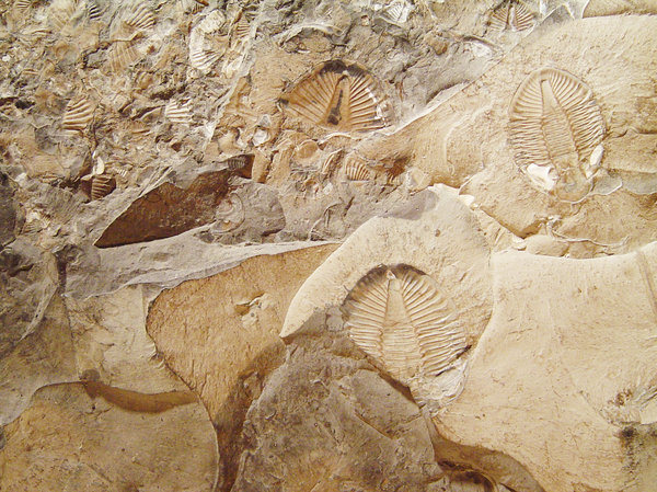 Fossil; Trilobites 2