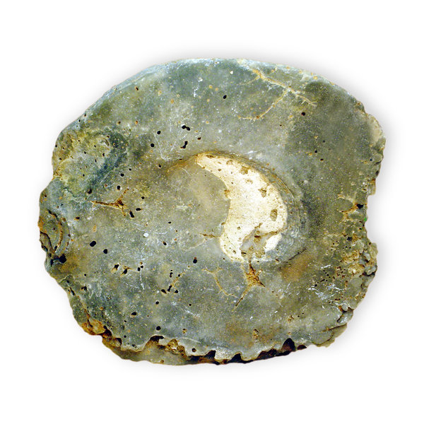 Shell Fossil 2