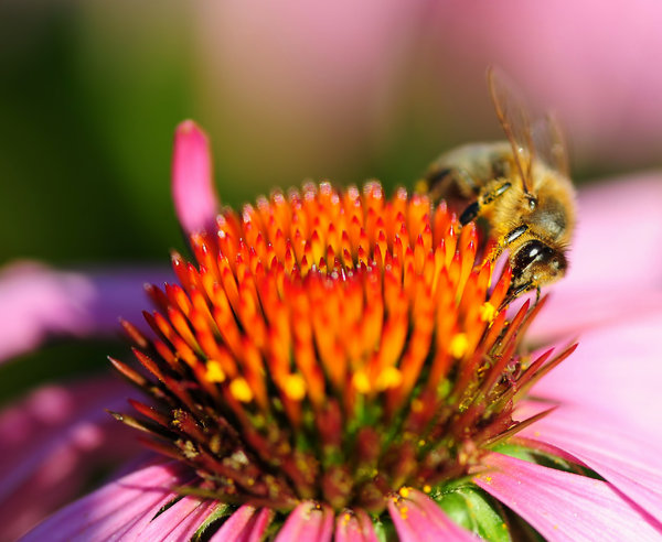 Honey Bee & FLower 3