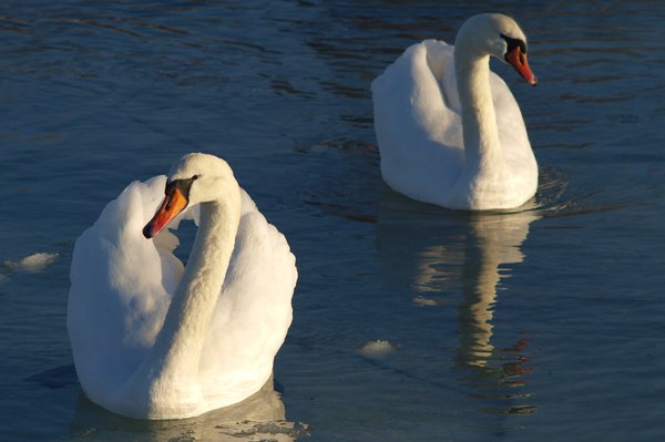 Swans in icy water