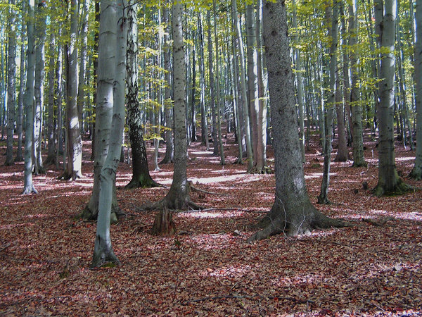 Deep forest: A forest full of birches, pines, oaks and beeches.

Please let me know if you decide to use it!
