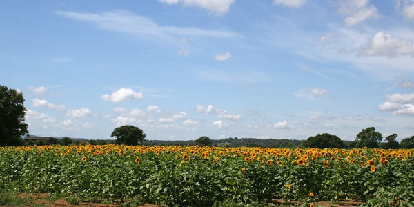 Sunflower crop: 