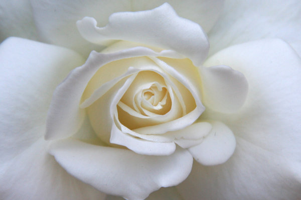 white rose: white rose